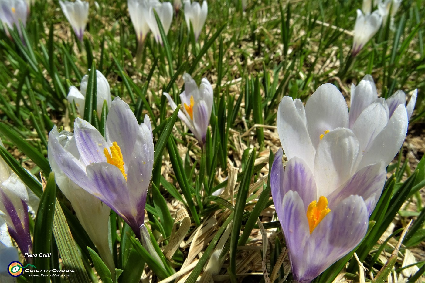 44 Estese fioriture di crocus.JPG